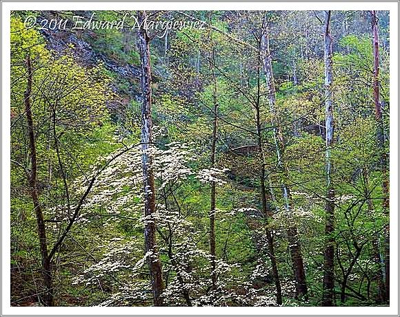 450744 Dogwoods and spring foliage in the Smoky Mountains 